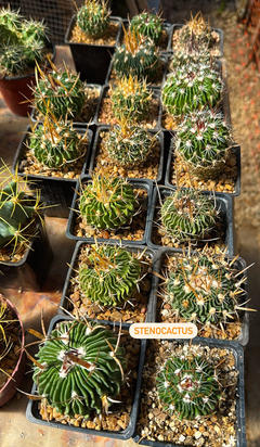 Stenocactus multicostatum mac9 - comprar online