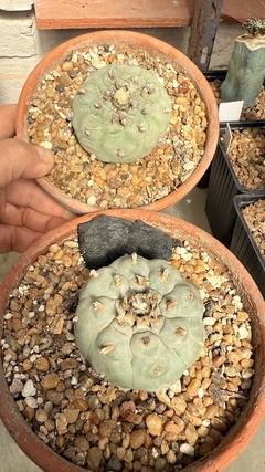 Lophophora williamsii mac12 ESPECIALES