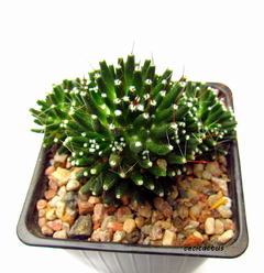 Mammillaria painteri monstruosa mac9 en internet