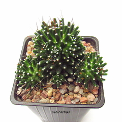 Mammillaria painteri monstruosa mac9 - cecicactus - cactus y suculentas de colección
