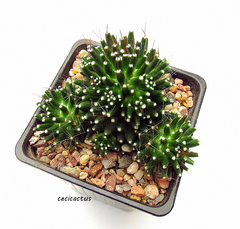 Mammillaria painteri monstruosa mac9 - tienda online