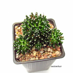 Mammillaria painteri monstruosa mac9 - comprar online