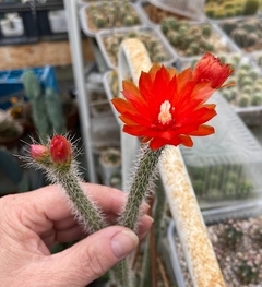 Corryocactus erectus injertado mac10 - comprar online