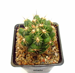 Thelocactus leucacanthus mac9 - comprar online