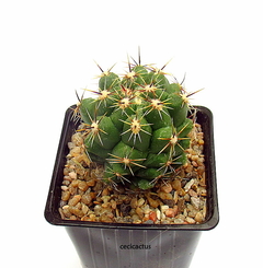 Thelocactus leucacanthus mac9 - cecicactus - cactus y suculentas de colección