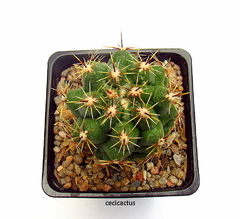Thelocactus leucacanthus mac9 - tienda online