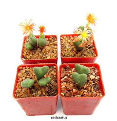 Conophytum frutescens (elegir tamaño) (cod E2) en internet