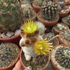 Eriosyce napina var challensis injertada mac10 - cecicactus - cactus y suculentas de colección