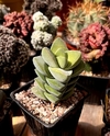 Crassula moonglow (elegir tamaño) (cod CR4)