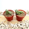 Crassula plegmatoides mac9 (cod CR3)