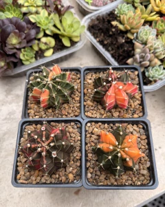 Gymnocalycium mihanovichi variegado mac9 - comprar online