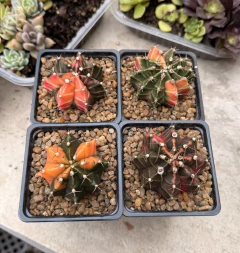 Gymnocalycium mihanovichi variegado mac9