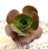 Semillas de Aeonium nobile x 100