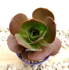 Semillas de Aeonium nobile x 100