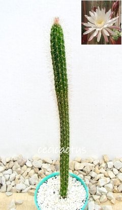 Peniocereus serpentinus mac8 - comprar online