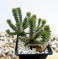 Cylindropuntia spinosior mac9 - comprar online