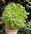 Aeonium 'Emerald Ice' (elegir tamaño)