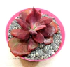 Echeveria hibrida 'Diamond State' (elegir tamaño)