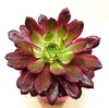 Aeonium 'Mardi Gras' (elegir tamaño)