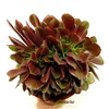 Aeonium velour crestado mac10