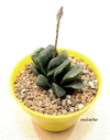 Haworthia cv Green Rose mac10 (cod H22)