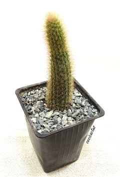 Hildewintera hibrida x samaipatanus (elegir tamaño) en internet