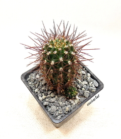 Lobivia steinmannii var rauschii mac10 - comprar online