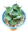 Agave potatorum mac12