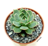 Echeveria 'Sirocco' mac8