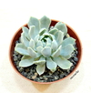 Echeveria 'Royal Chrisanthemum' (elegir tamaño)