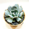 Echeveria 'Exotic' mac11 - comprar online
