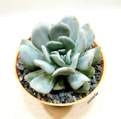 Echeveria 'Exotic' mac11 - comprar online
