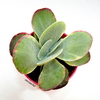 Kalanchoe fantastic (elegir tamaño)