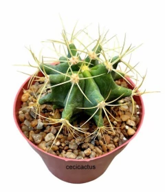 Ferocactus glaucescens mac10