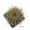 Parodia nivosa espinas doradas mac10 (Cod PN1)