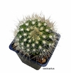 Parodia nivosa espinas blancas mac 10 (cod PN2)