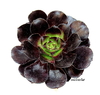 Aeonium Vodoo (elegir tamaño)