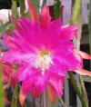Epiphyllum 'Impossible Dream' mac10