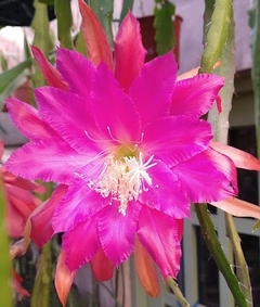 Epiphyllum 'Impossible Dream' mac10