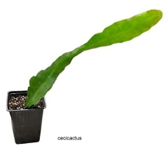 Epiphyllum 'Impossible Dream' mac10 en internet