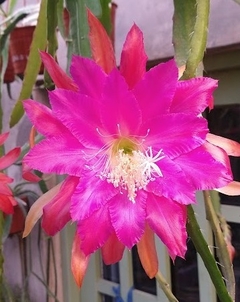 Epiphyllum 'Impossible Dream' mac10 - comprar online