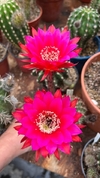Echinopsis hibrido Jealousy x Oracle Haage mac7