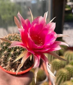 Lobivia hibrida 'Viti' injertada mac9