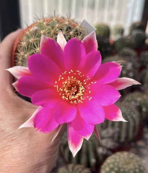 Lobivia hibrida 'Almendra' NUEVA injertada mac10