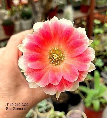 Lobivia hibrida 'Sui Generis' injertada mac9 - comprar online