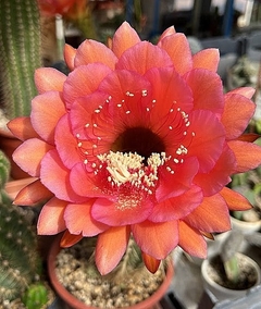 Trichocereus hibrido JT 19-74 CC16 mac7 - comprar online