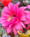Trichocereus hibrido 'Cupido' (elegir tamaño)