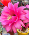Trichocereus hibrido 'Cupido' (elegir tamaño)