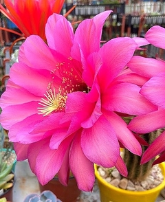 Trichocereus hibrido 'Cupido' (elegir tamaño)