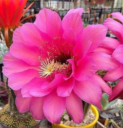 Trichocereus hibrido 'Cupido' (elegir tamaño) - comprar online